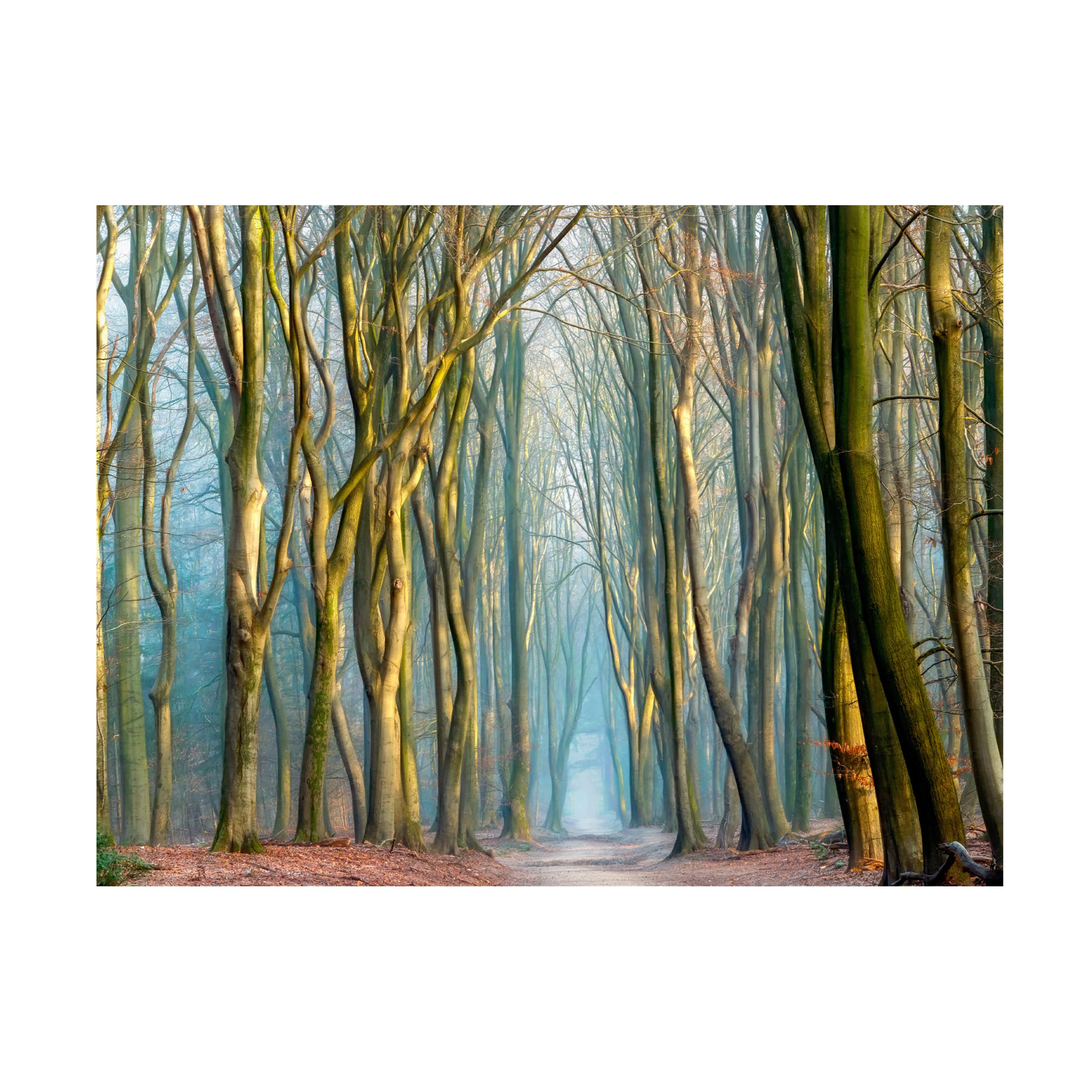 Trademark Fine Art 'Light And Trees' Canvas Art by Lars Van de Goor