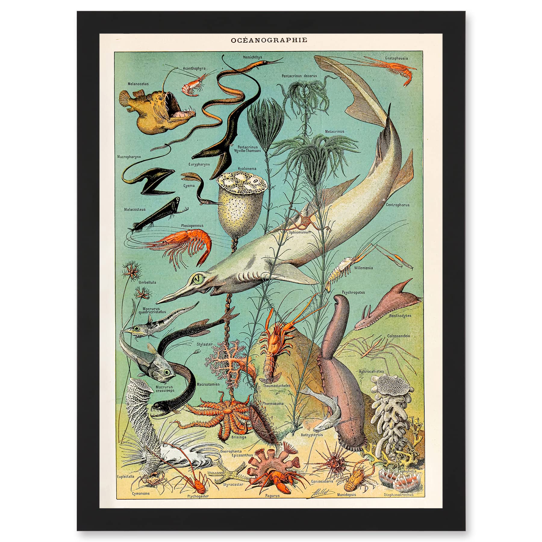 Artery8 Millot Encyclopedia vintage Ocean Fish Shark Prawns Nature Artwork Framed Wall Art Print A4