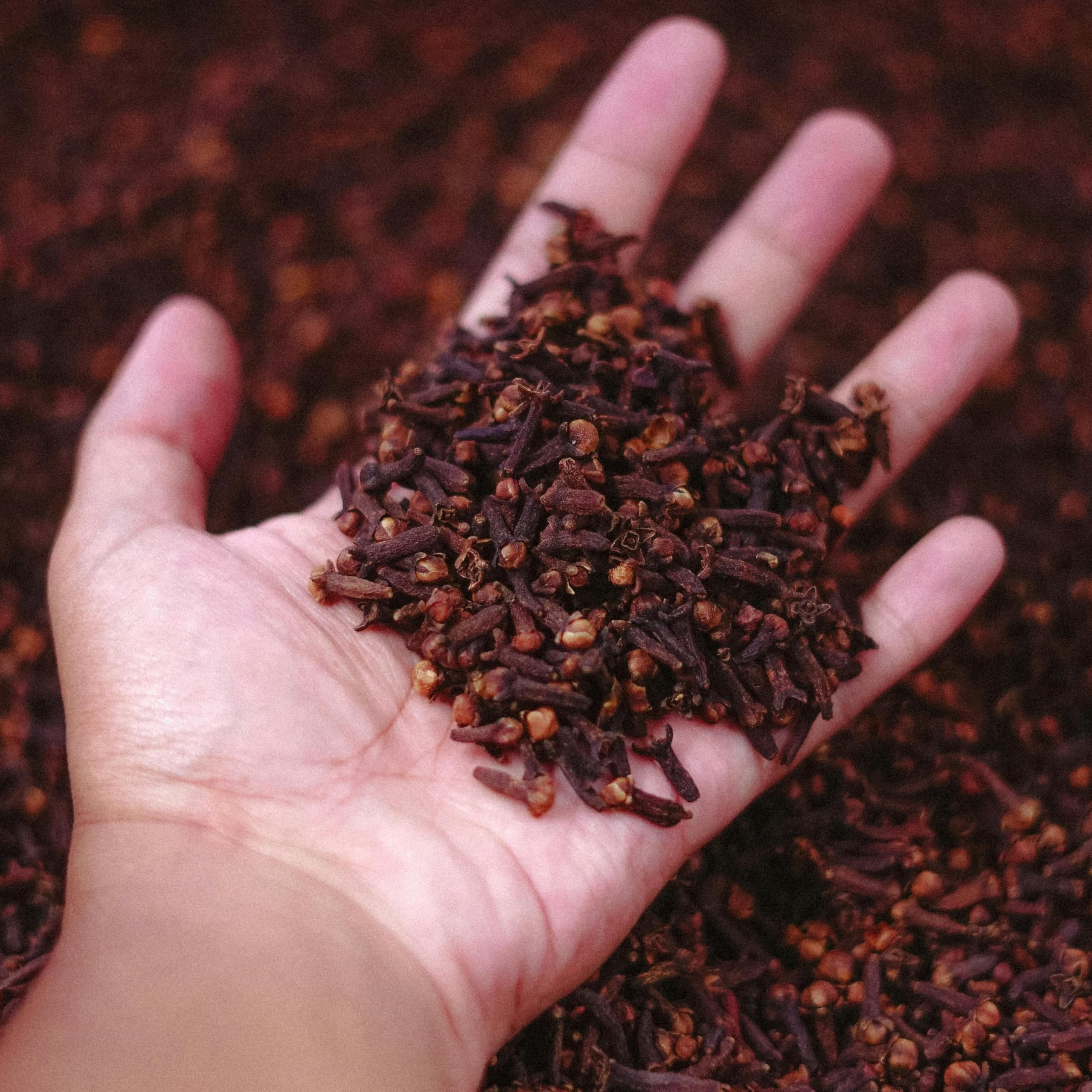 Clous de girofle entiers 500 g- LA PLANTIGO Un choix savoureux, Clous de Girofle Entier, Qualité Supérieure, Saveur Intense, Sachet avec Zip, Sans Colorant, Sans Additifs ni Conservateurs.