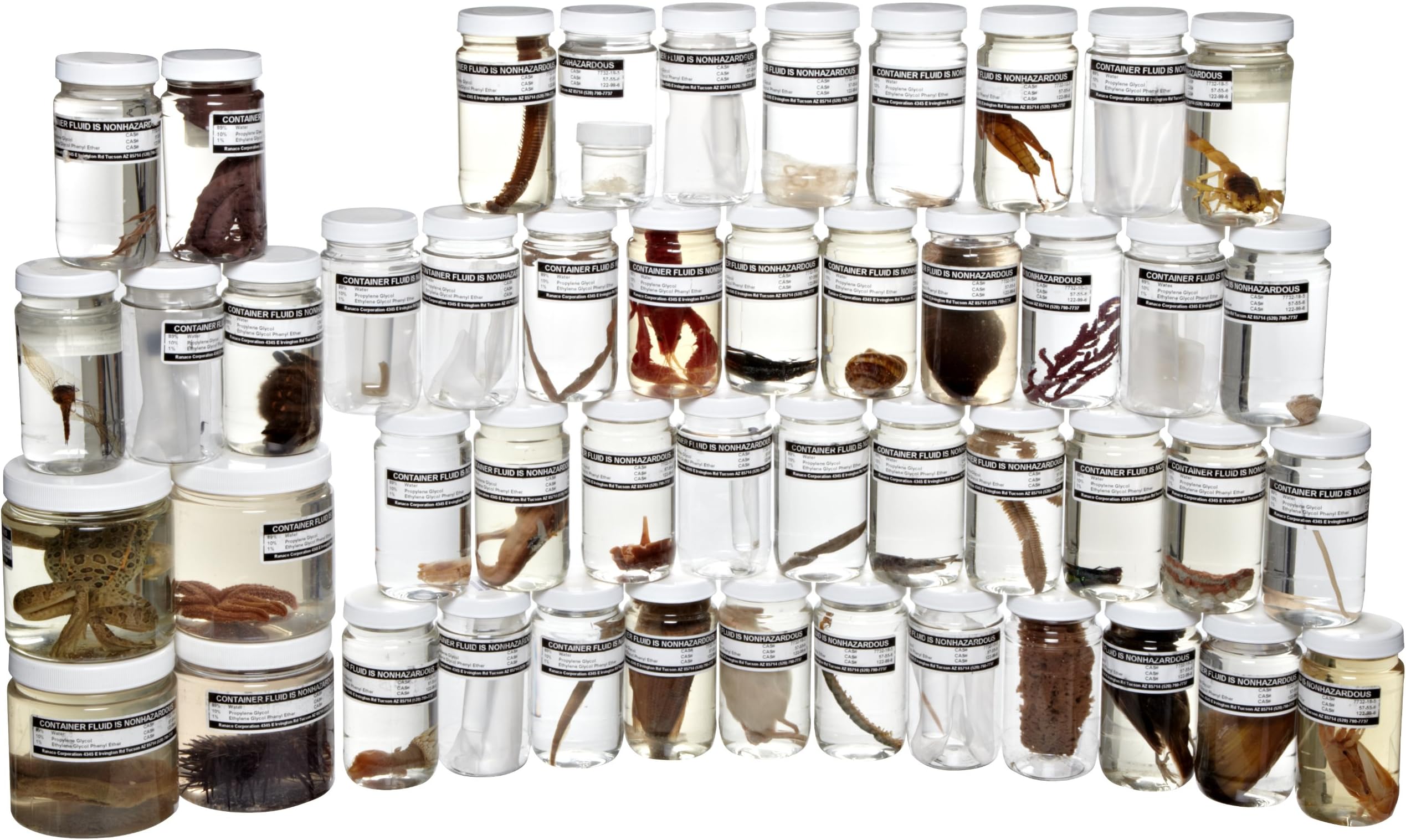 Ranaco Animal Specimen Survey Collection, Set of 48