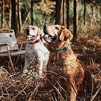 Vista 2 de Collar de perro de cuero genuino, collar de perro ancho resistente para perros pequeños, medianos, grandes y extra grandes