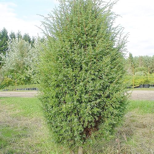 Miniatura 3 de YEGAOL Garden - Semillas de enebro comunes Juniperus Communis, planta de mérito vistosa, hoja perenne de bajo mantenimiento, resistentes a los