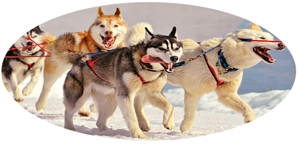 Rules to play Dog for Android