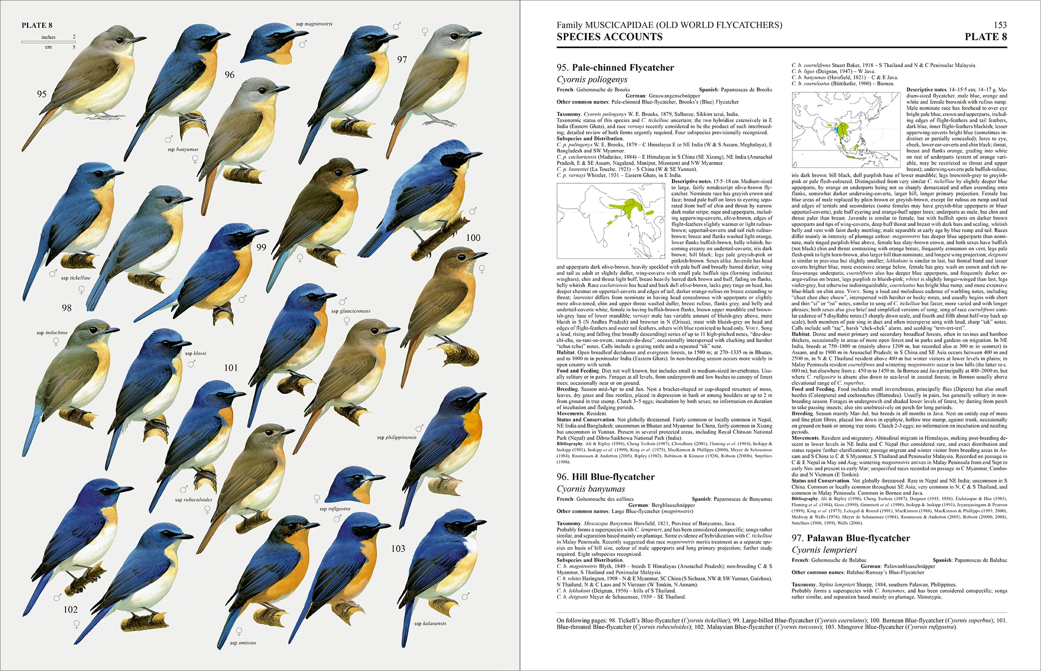Handbook of the Birds of the World – Volume 11: Old World Flycatchers to Old World Warblers: v. 11