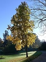 Vista 7 de American Sweetgum Plántula de árbol pequeño The Jonsteen Company