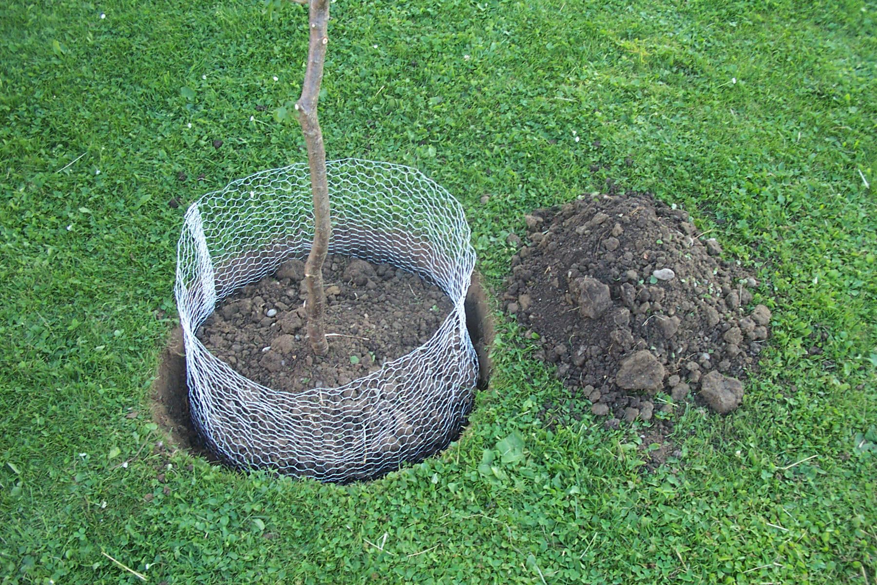 Kerbl Kosz na norniki (wysokość 70 cm, Ø 60 cm, na drzewa/krzewy, rozkłada się bez pozostawiania śladów, drut metalowy nieocynkowany) 291175