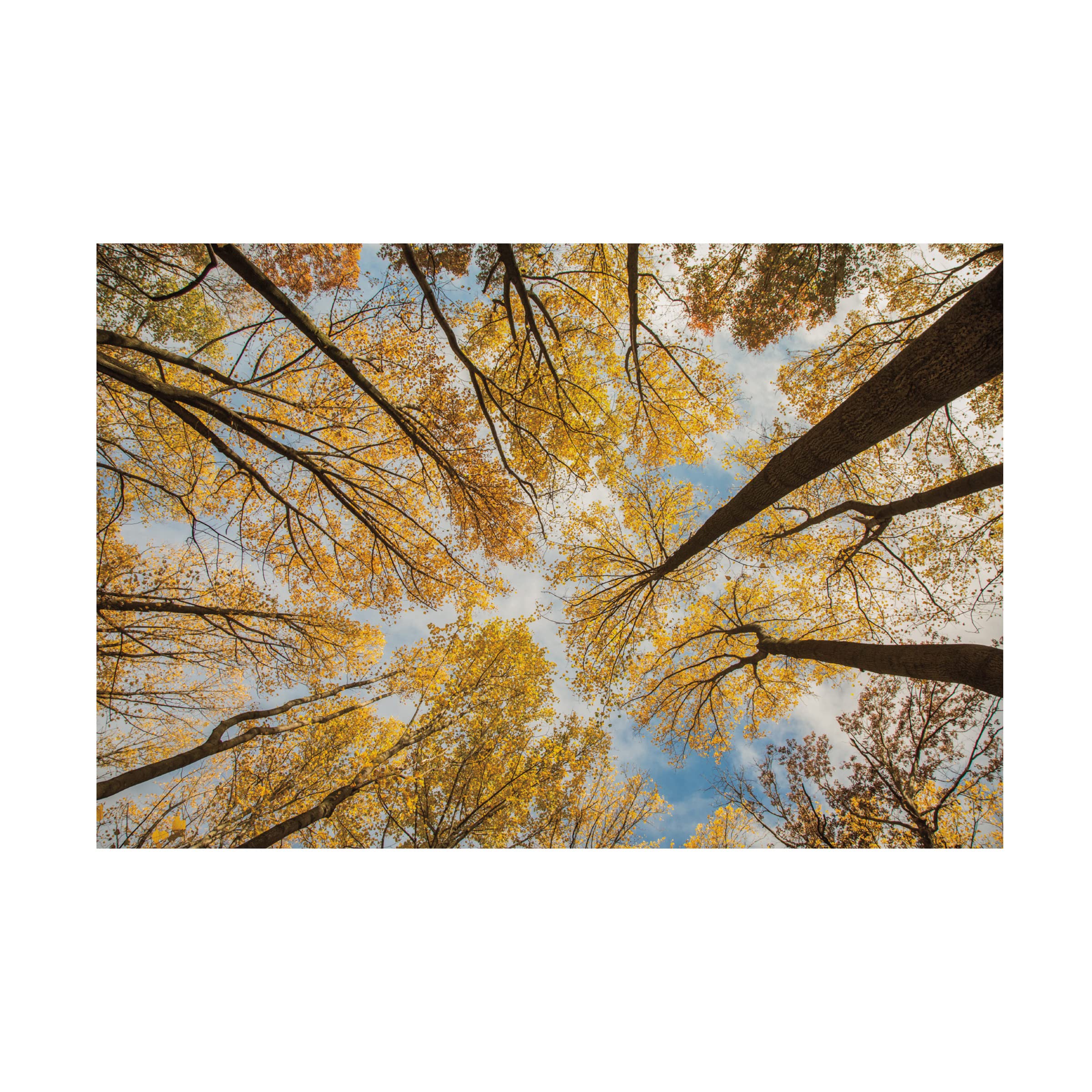 Trademark Fine Art 'Towering Trees III' Canvas Art by Aledanda
