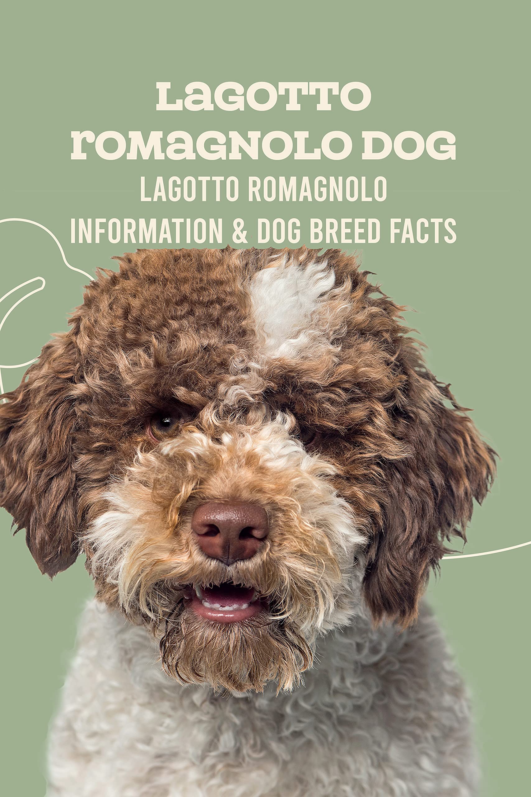 Buy Lagotto Romagnolo Dog Lagotto Romagnolo Information & Dog Breed Facts How Well Do You Know