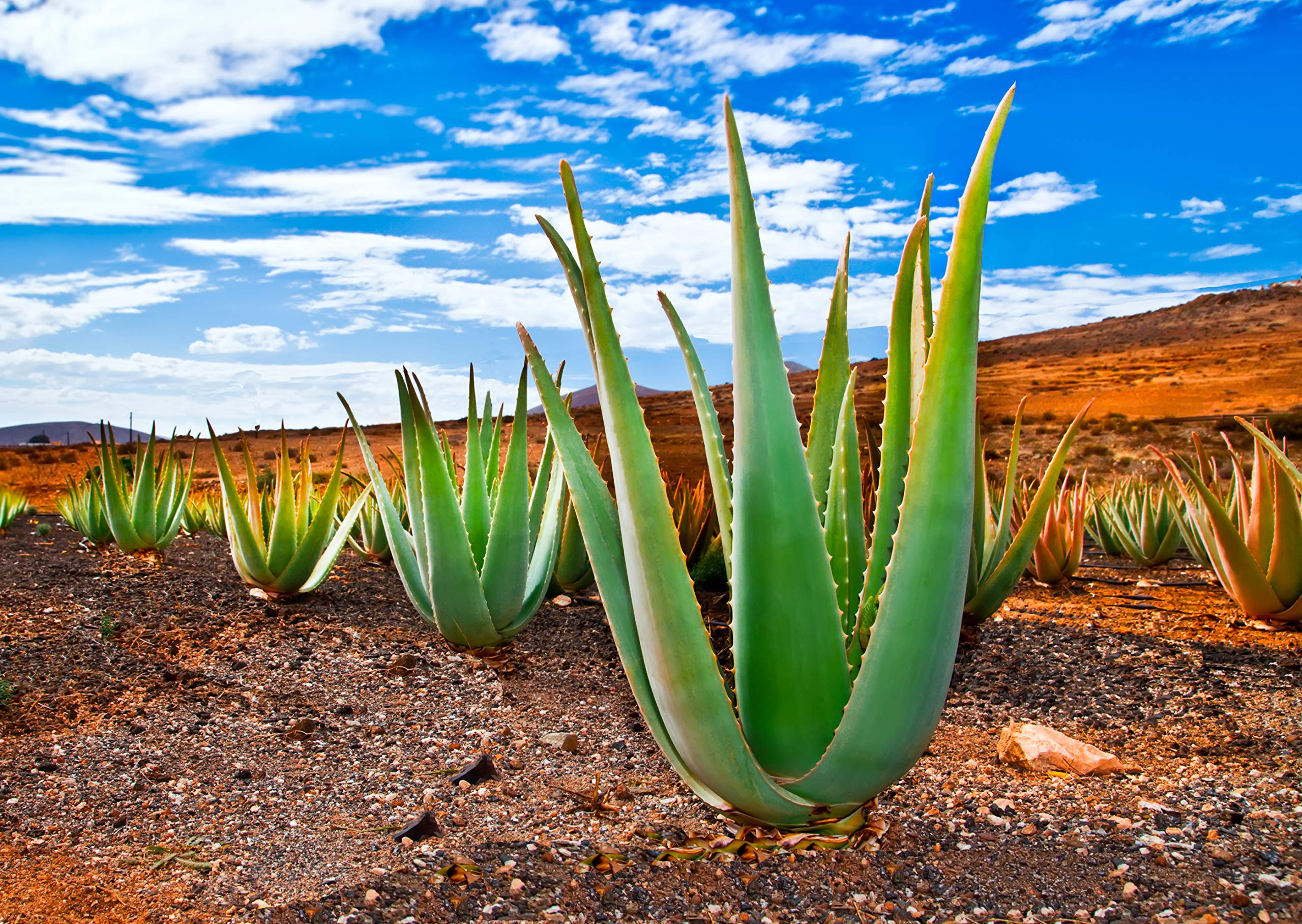 Seedeo Aloe Vera (Aloe Vera syn. Aloe barbadensis) 15 Samen : Amazon.de:  Garten