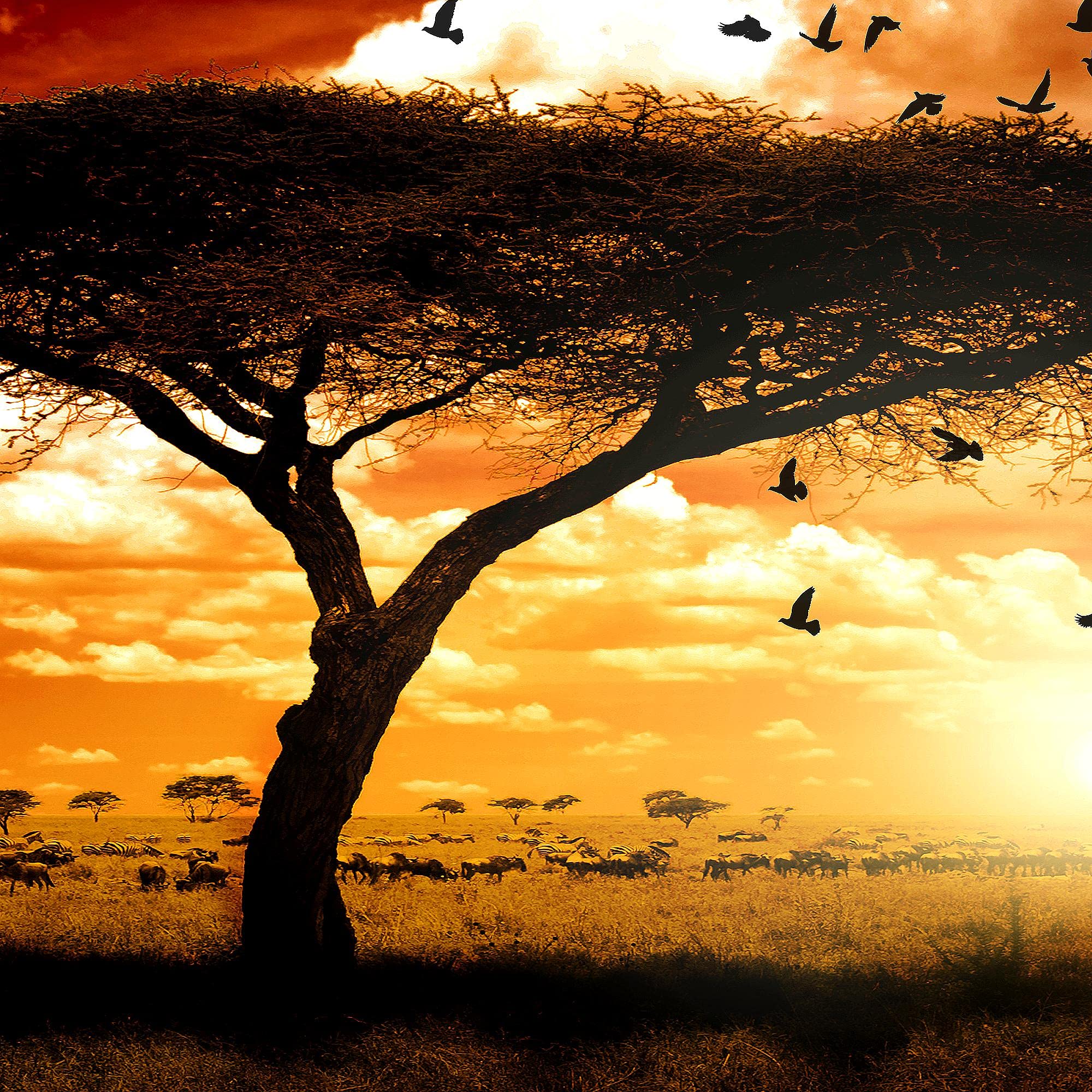 Runa Art Wandbild XXL Afrika Sonnenuntergang Wohnzimmer Schlafzimmer 200 x 80 cm Orange 5 Teilig - Made in Germany - 001555c