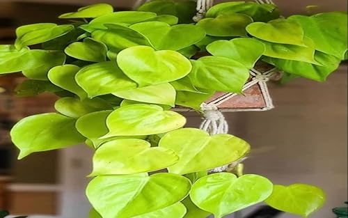 The pothos plant prosperous and wealth grows