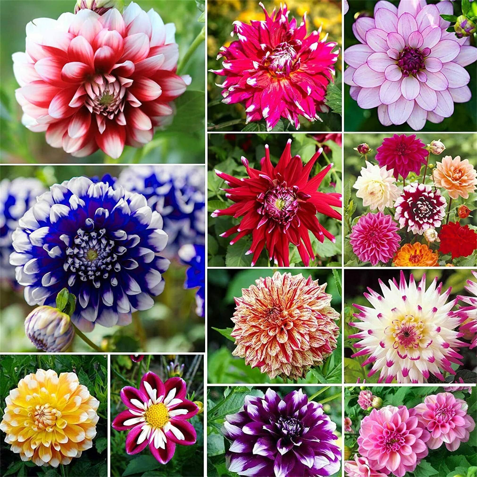 CZ Grain Dahlia Flower Bulb Mix