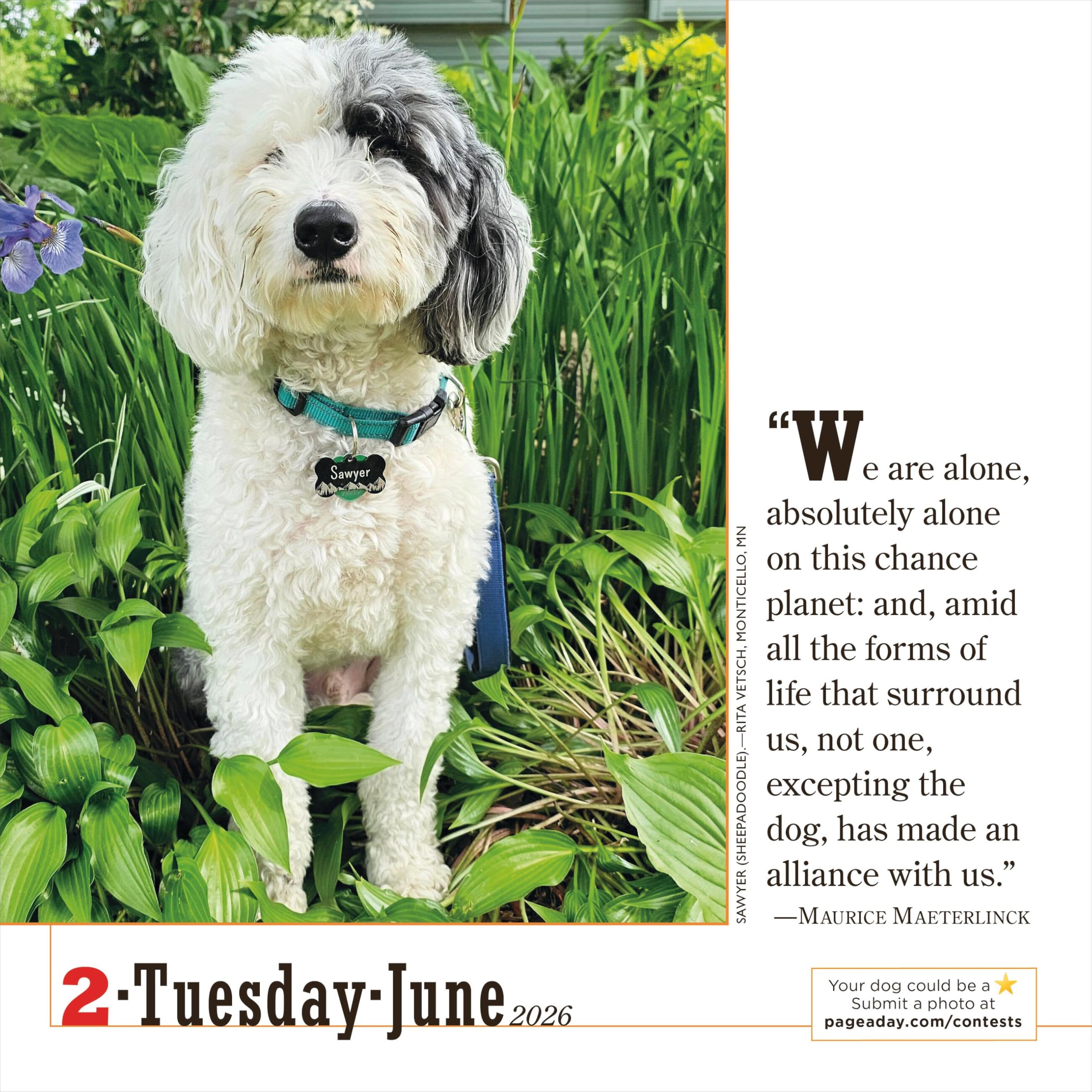 365 Dogs Page-A-Day® Calendar 2026: The World's Favorite Dog Calendar