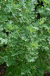 PREMIER SEEDS DIRECT - HERB - Wormwood - Artemisia Absinthium - 5000 Seeds