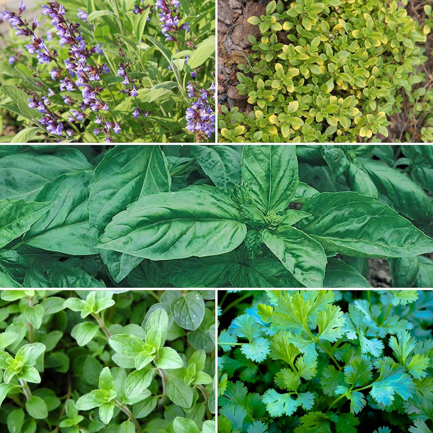 Organic Italian Herb Garden Seed Collection - 5 Non-GMO, Organic Seed Packets - Oregano, Thyme, Basil, Sage, Cilantro - Kitchen Culinary Herb Gardening Seeds : Patio, Lawn & Garden