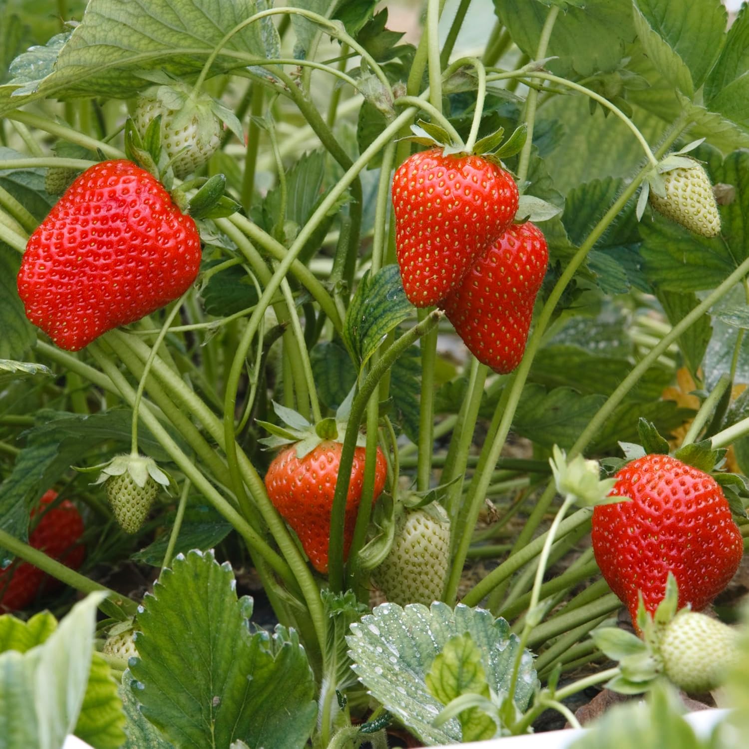 Big A Berries Fertilizer Nutrients – Plant Nutrients for Growth – Organic Nutrients for Indoor and Outdoor Berries – Works on Raspberry, Strawberry, Blueberry - 13.5oz