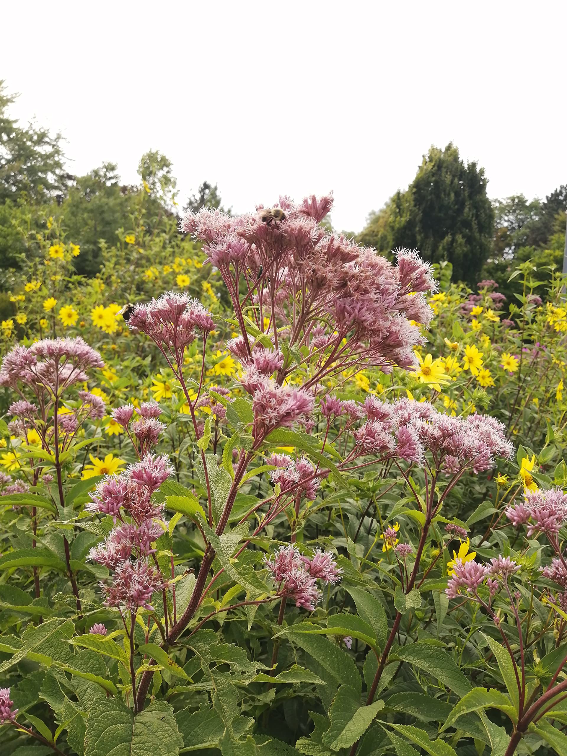 Hundredfold Joe Pye Weed Native Wild Flower 100 Seeds - Eutrochium