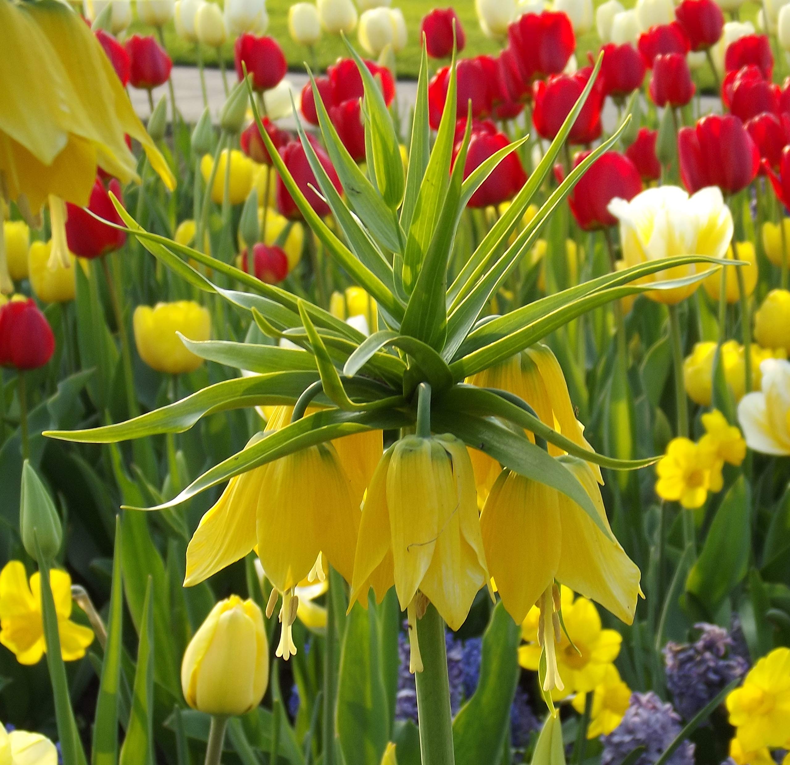 Fritillariazwiebel : Kaiserkrone Fritillaria imperialis " lutea" 10 Blumenzwiebeln 18/20