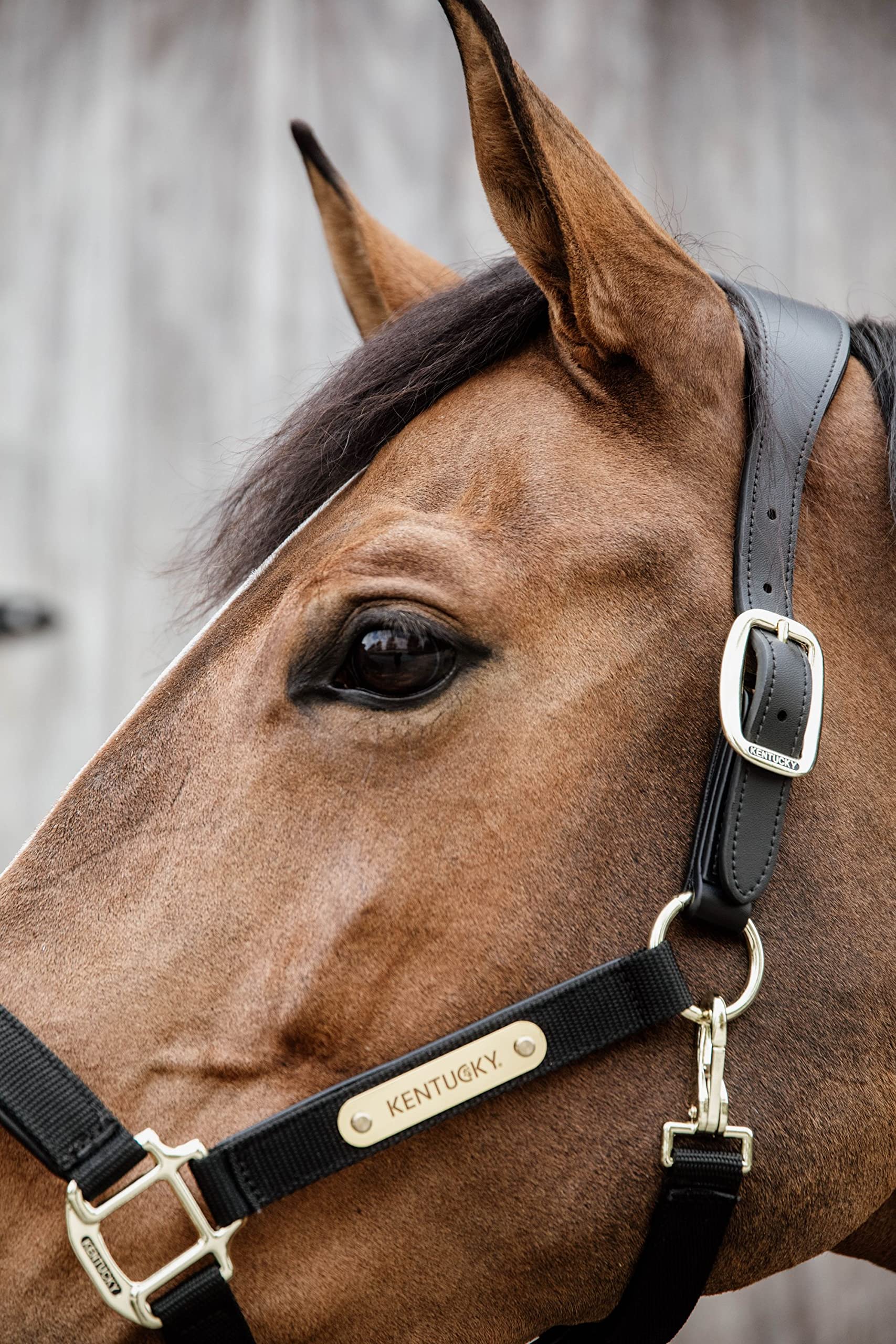 Kentucky Cabezada anatómica para Caballos Nylon