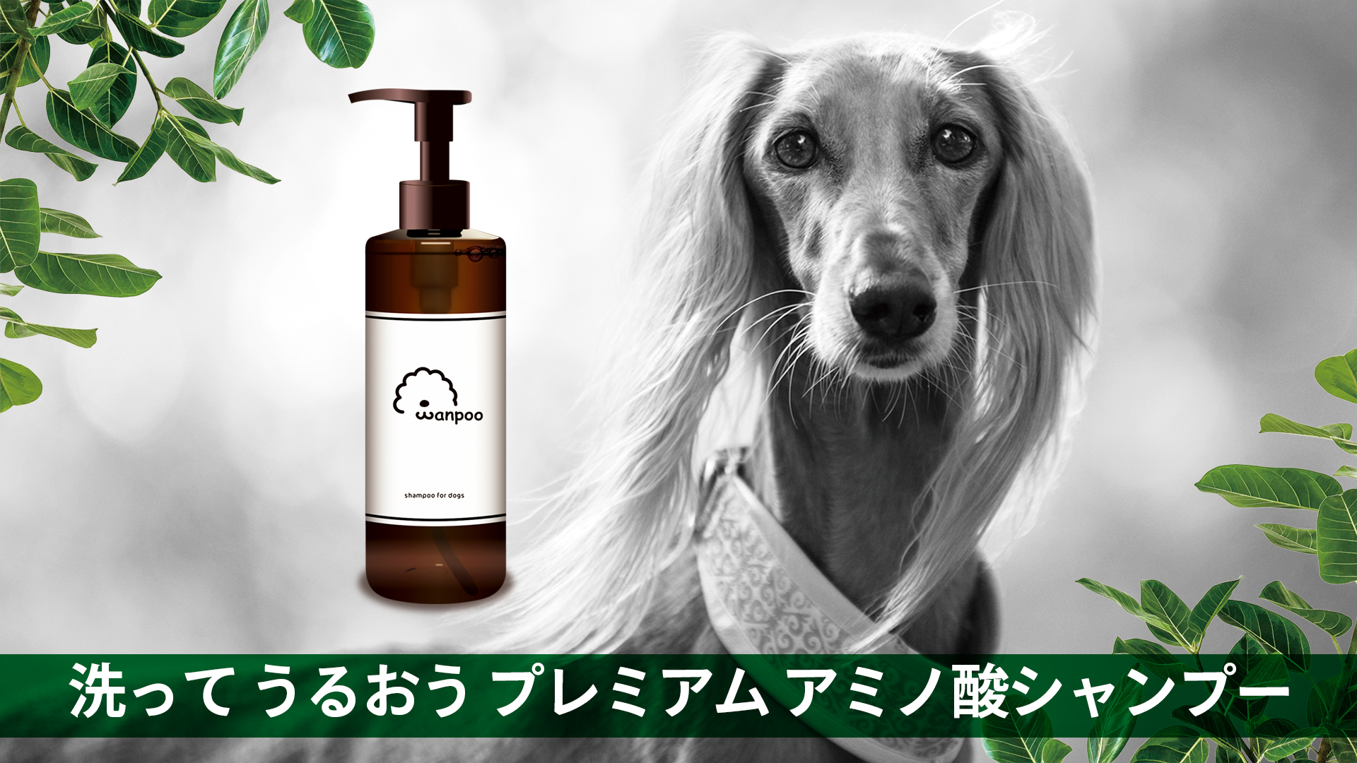パーティを彩るご馳走や パナズー ジェルシャンプー 150ml シャンプ Pana Zoo Shampoo 犬用シャンプー 犬のシャンプー いぬのシャンプー 犬用品 ペット用品 Discoversvg Com