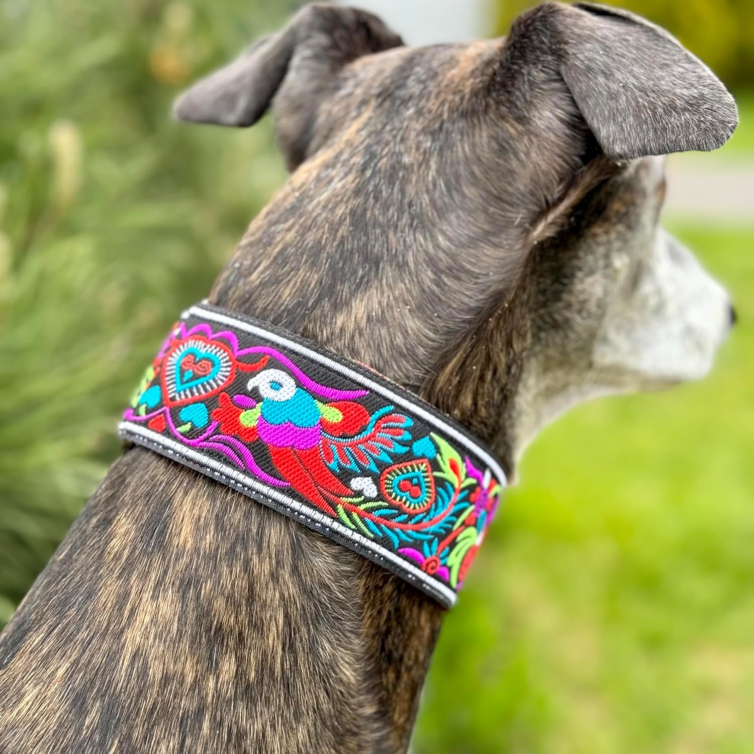 Martingale Dog Collar and Leash Set for Greyhound Saluki Whippet and Other Breeds with Similar Neck 2" Wide (L 14"-18" and Leash Set)