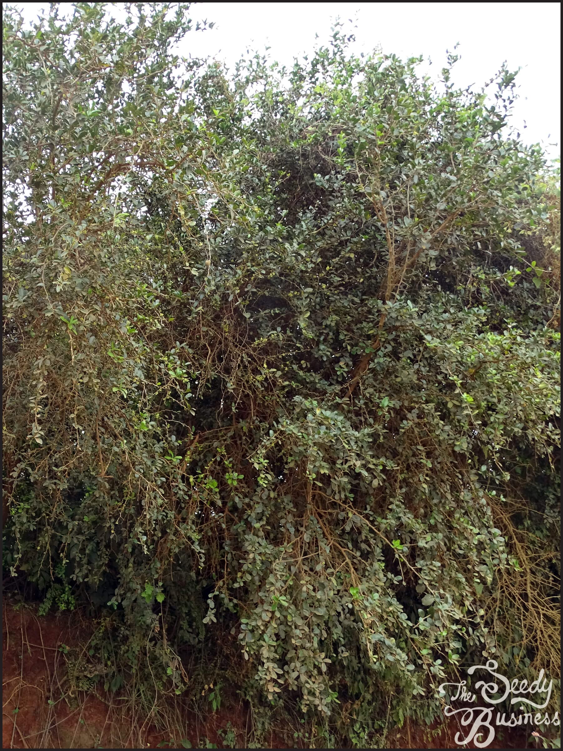 Apple - Kaieda GUEST_4b7b97c0-c78a-4370-85a7-