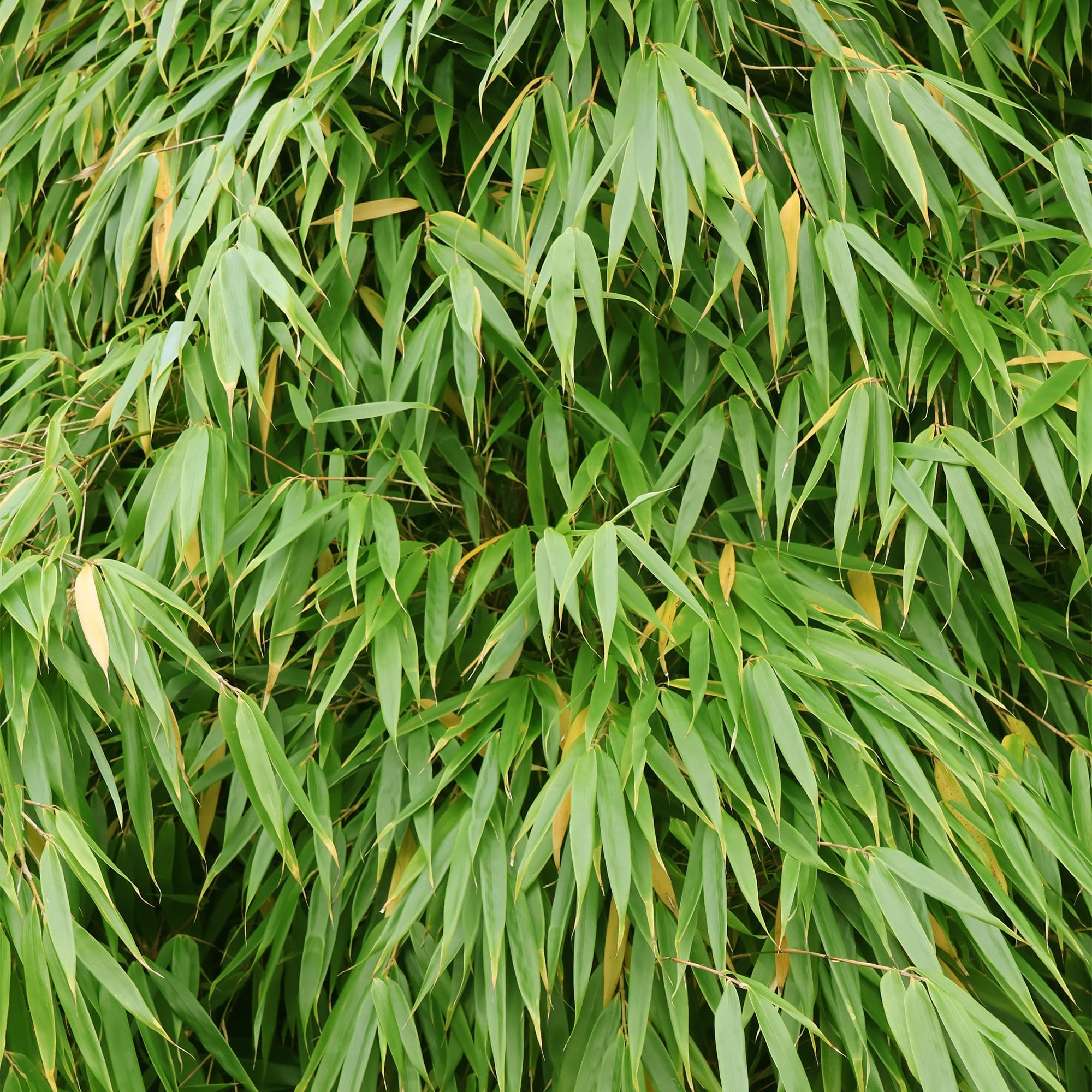 Fargesia nitida 'Gansu' Umbrella Bamboo Plant - Purple Stemmed Large Bamboo Plants for Patio or Garden Screening for Gardens - Perfect Plants for a Cute Zen Garden (10cm Pot, 20-30cm)