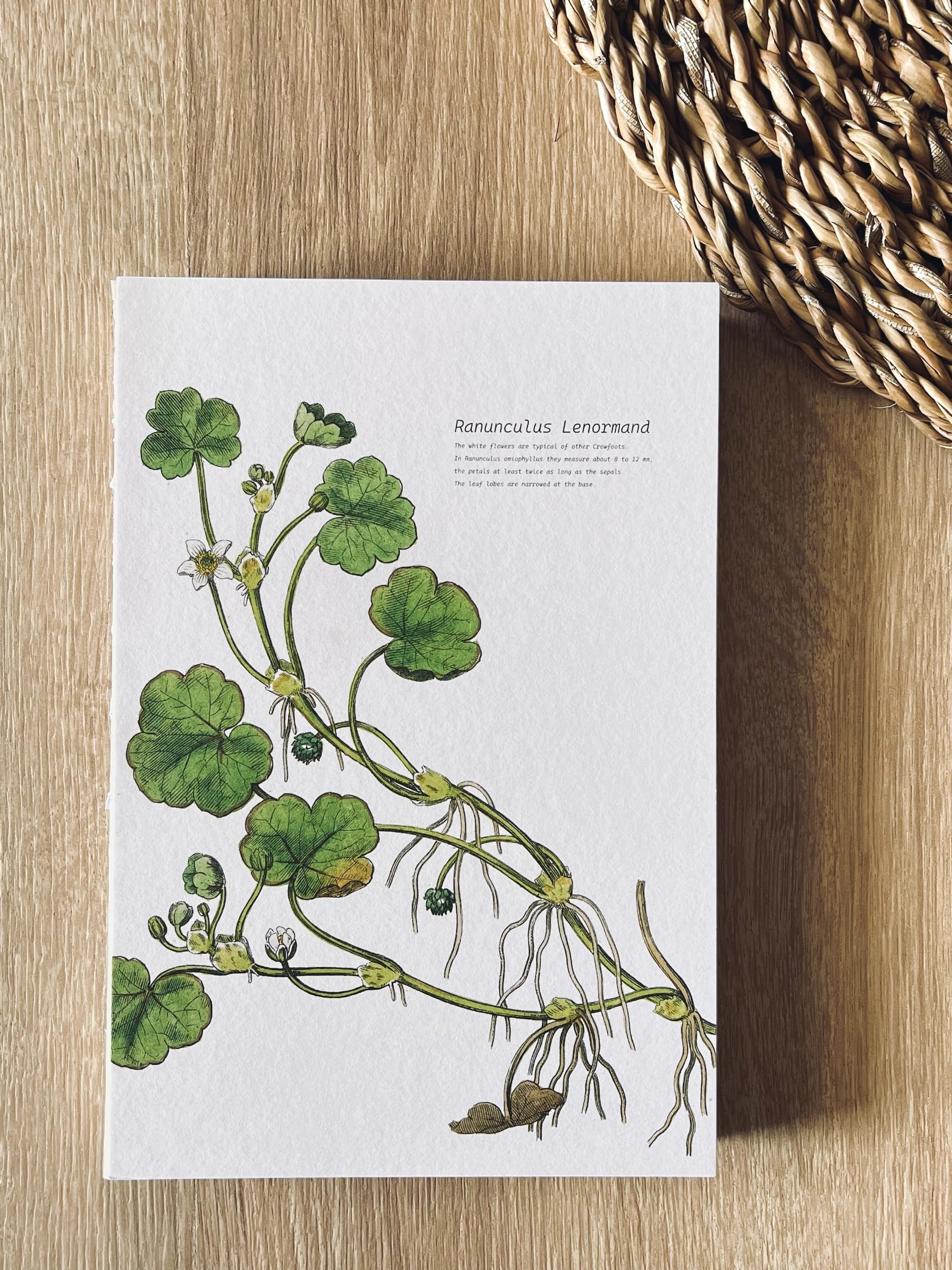 Fark Tanıtım Custom Design Printed A5 Unlined Notebook - 180 Degree Lay-Flat, Stitched Spine, 100% Handcrafted (Ranunculus Lenormand Cover Design)