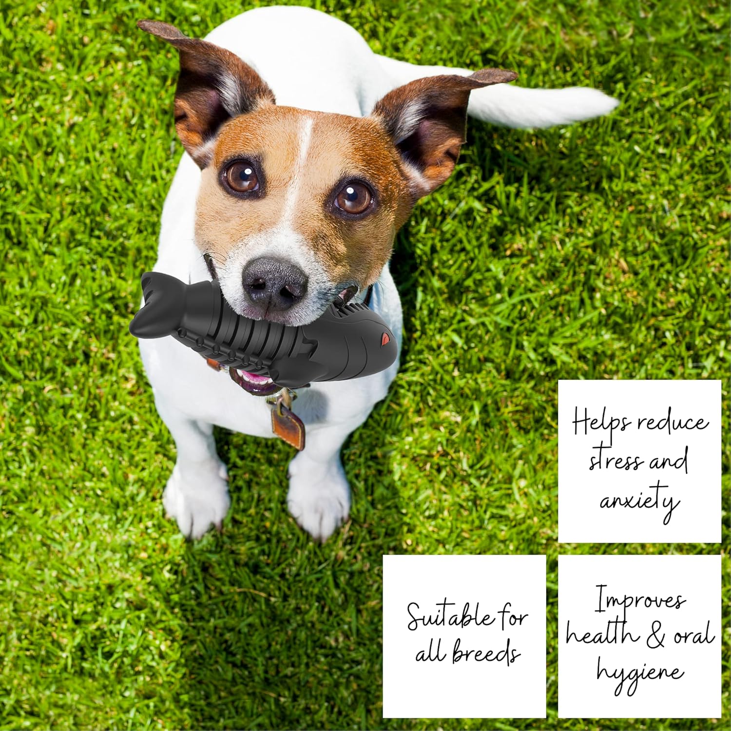 ZIKKTA Dog Toys, Squeaky Dog Chews. Natural Rubber Toothbrush. Pet Dental Care & Plaque Removal for Small to Large Dogs 5 912QYSJLrMS. AC SL1500