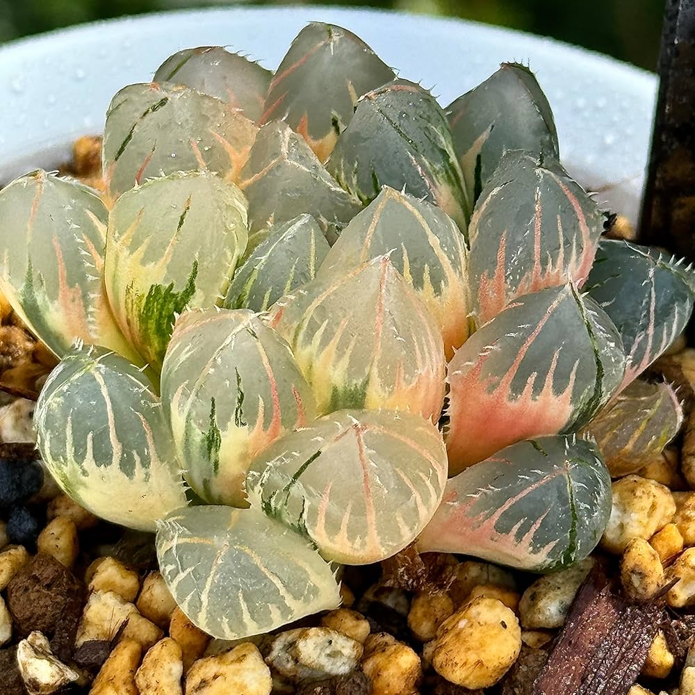 多肉植物 観葉植物 ハオルチア ハオルシア ブルーレンズオブツーサ錦 多肉植物 観葉植物 ハオルチア ハオルシア ブルーレンズオブツーサ錦