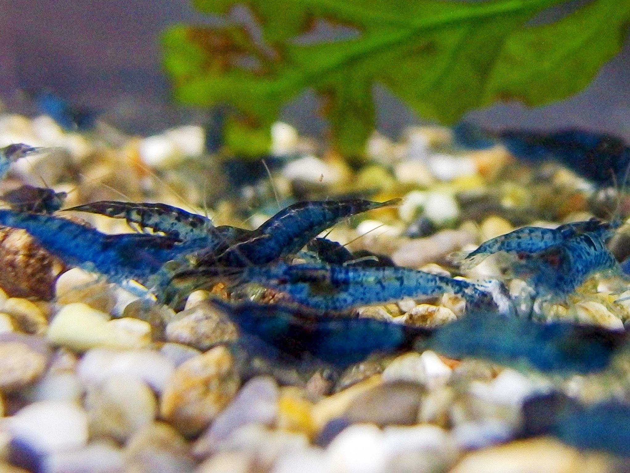 抱卵個体入 ベルベットブルーシュリンプ ダークブルー ３００匹 ブラックナヤス+餌サービス ※死着保障あり 抱卵個体入 ベルベットブルーシュリンプ ダークブルー 120匹