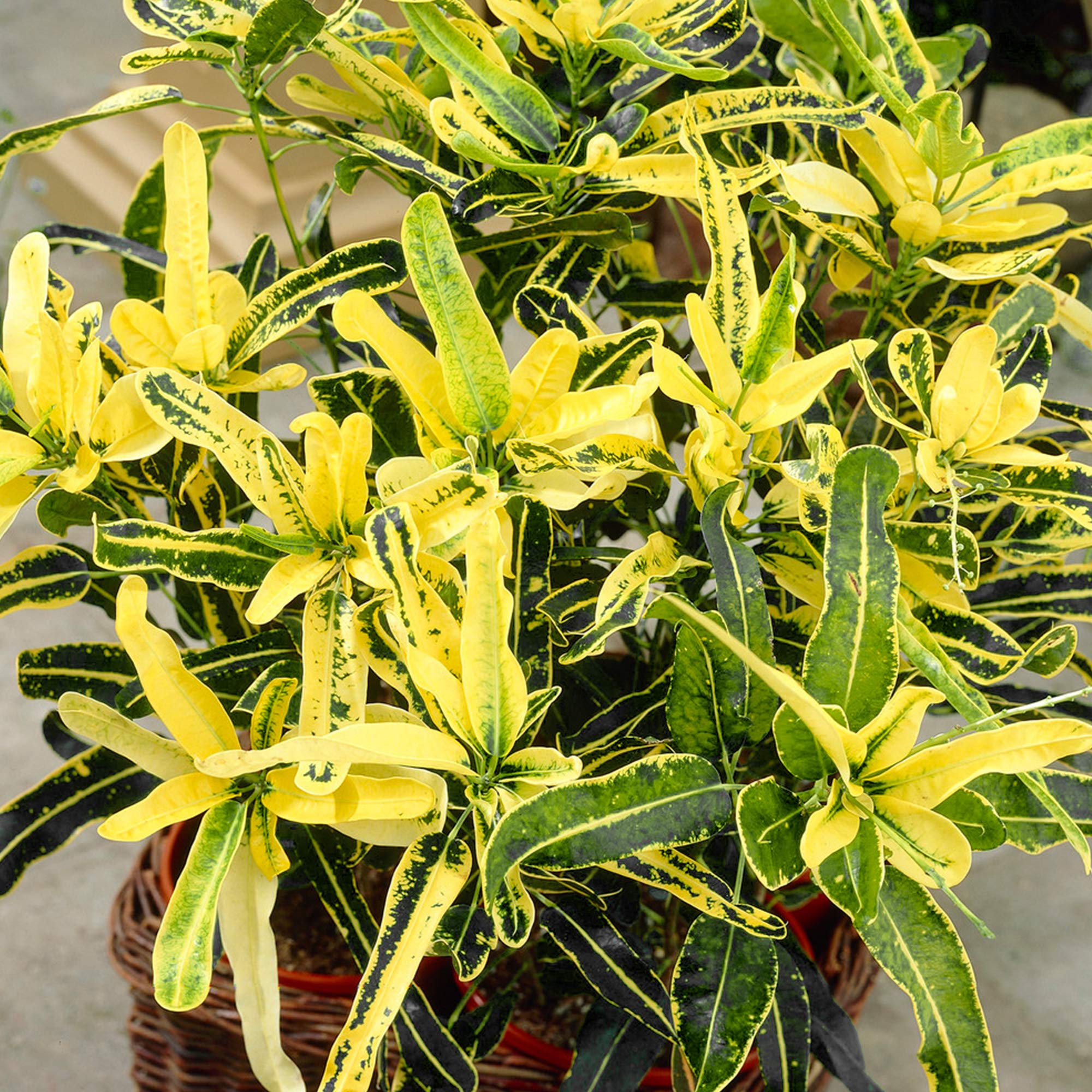 Codiaeum Sunny Star - Sunny Star Croton | Best Indoor Plants (30-40cm with Pot)