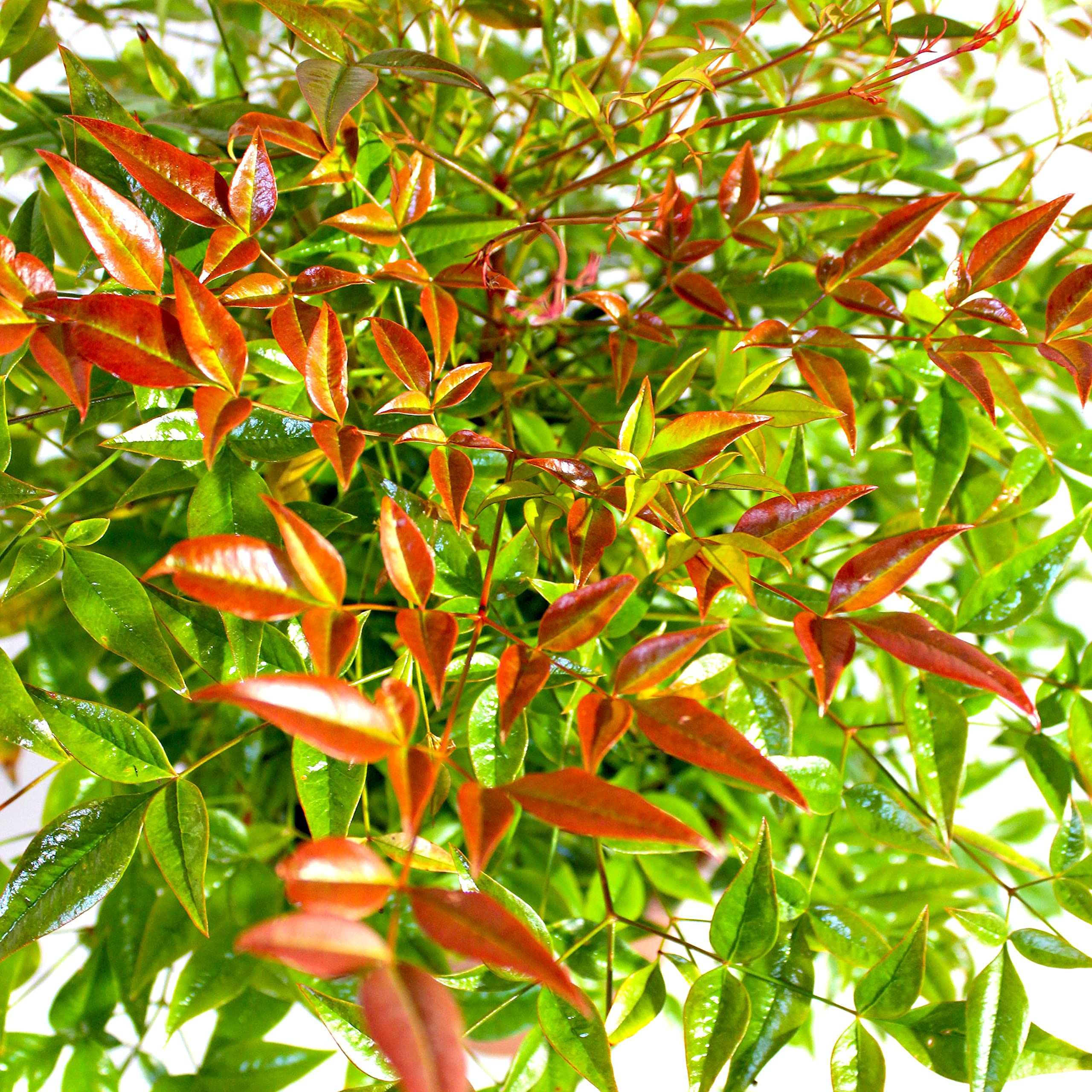 KENTIS - Nandina Domestica - Heiliger Bambus - Pflanzen Strucher - Hoch  80-100 cm Topf  24 cm : Amazon.de: Garten