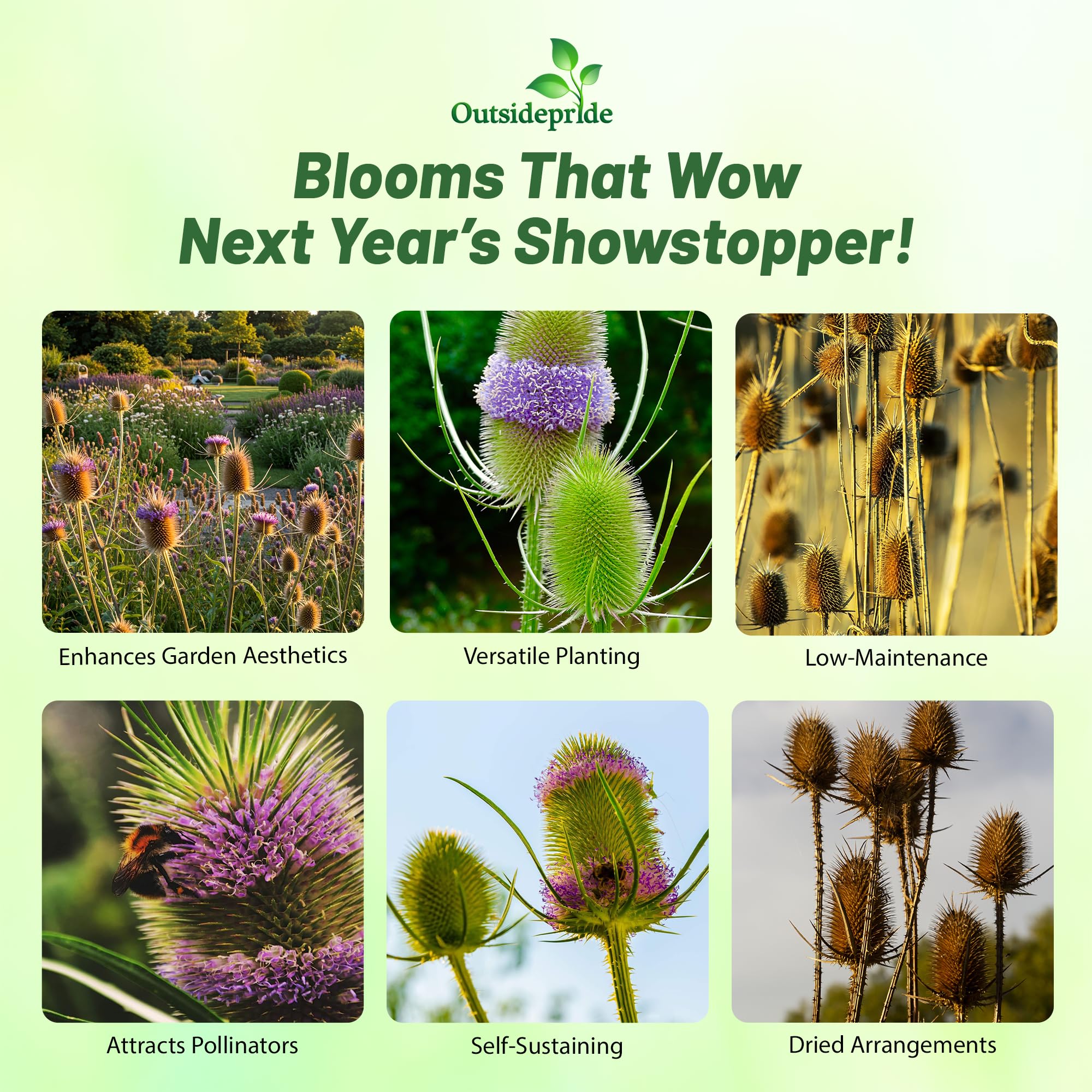 wild flower seeds mix Low Growing Wildflower Mix Seeds main image 0