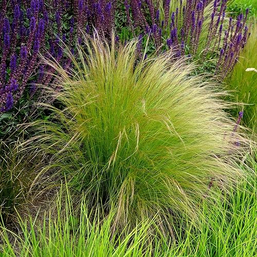 Miniatura 7 de Semillas de césped - Pampas Plume White - Paquete - Semillas de hierba blanca, fáciles de cultivar y mantener, crecimiento rápido, jardín en