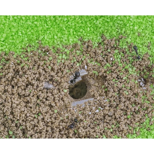 Foto 6 de 8 de AntHouse - Hormiguero de Arena Natural - Kit Acrílico T 15x15x1,5 cm - Incluyendo Hormigas