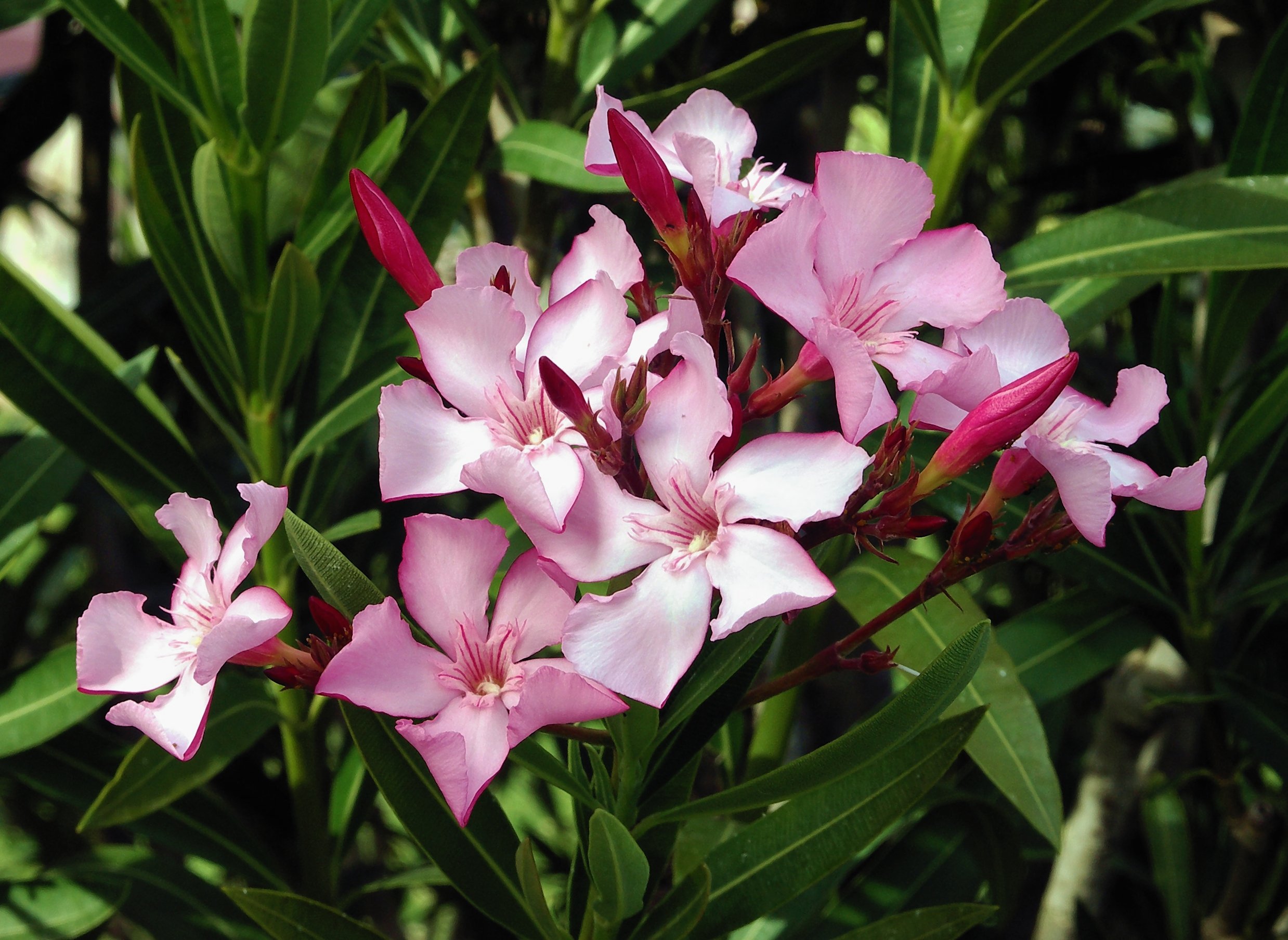 Oleandro ad alberello "Nerium oleander" pianta in vaso ø25 cm h. 100/120 cm Colori Casuali Vivaio di Castelletto