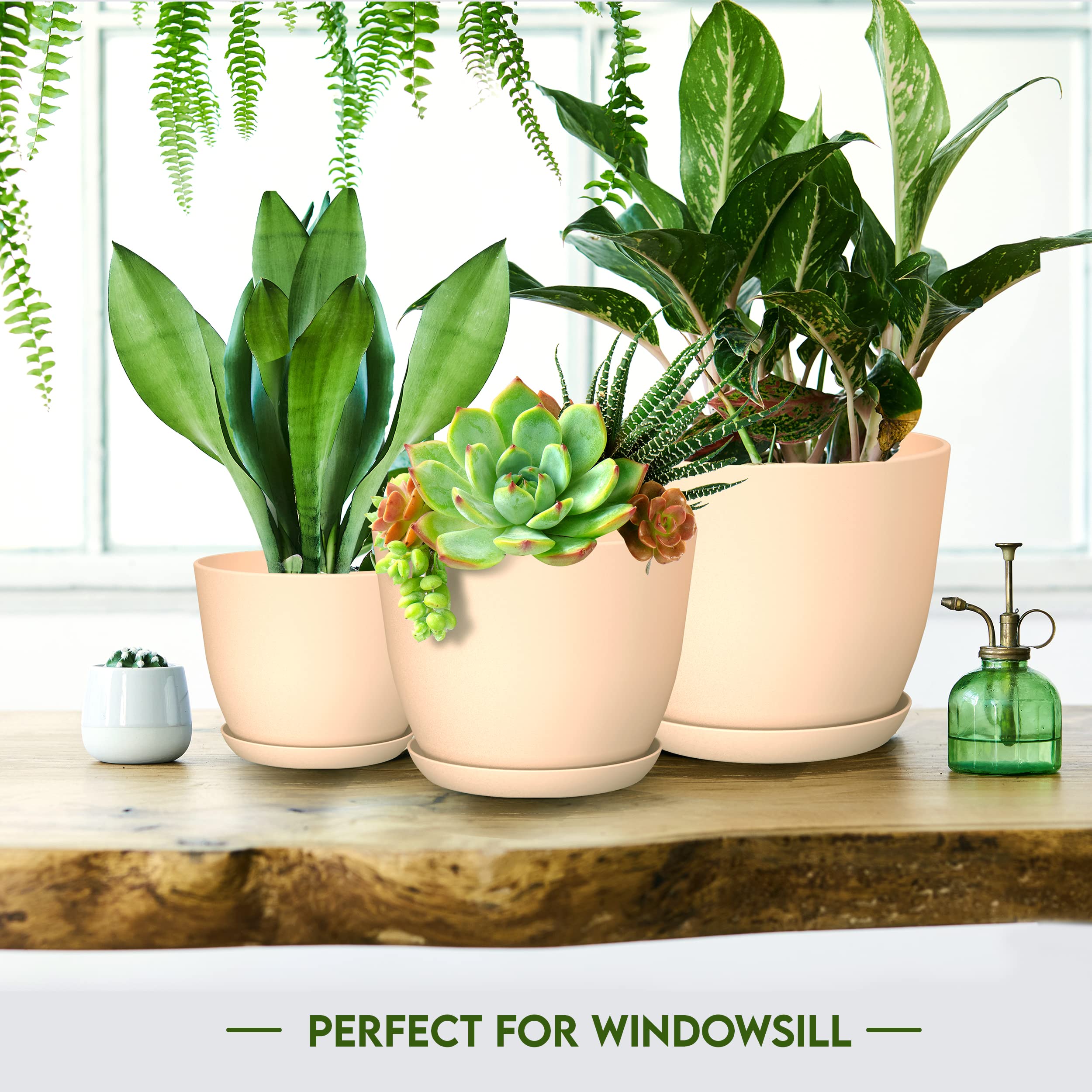 live plants for terrarium Live Terrarium Plants — Jungle Bobs Reptile World main image 1