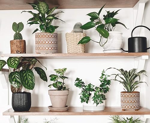 Miniatura 21 de D'vine Dev Juego de 2 macetas de terracota, 4 y 6 pulgadas, maceta de diseño con orificio de drenaje, selva monzónica, terracota/negro, 31-953-H-2