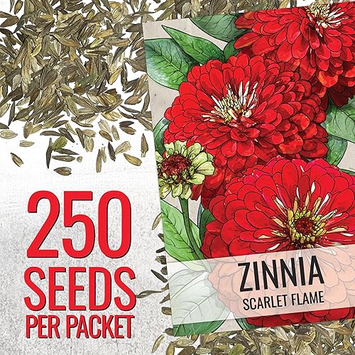 Miniatura 2 de Seed Needs Semillas de Zinnia para plantar zinnias de llama escarlata, reliquia y flores de corte anual de polinización abierta, perfectas para