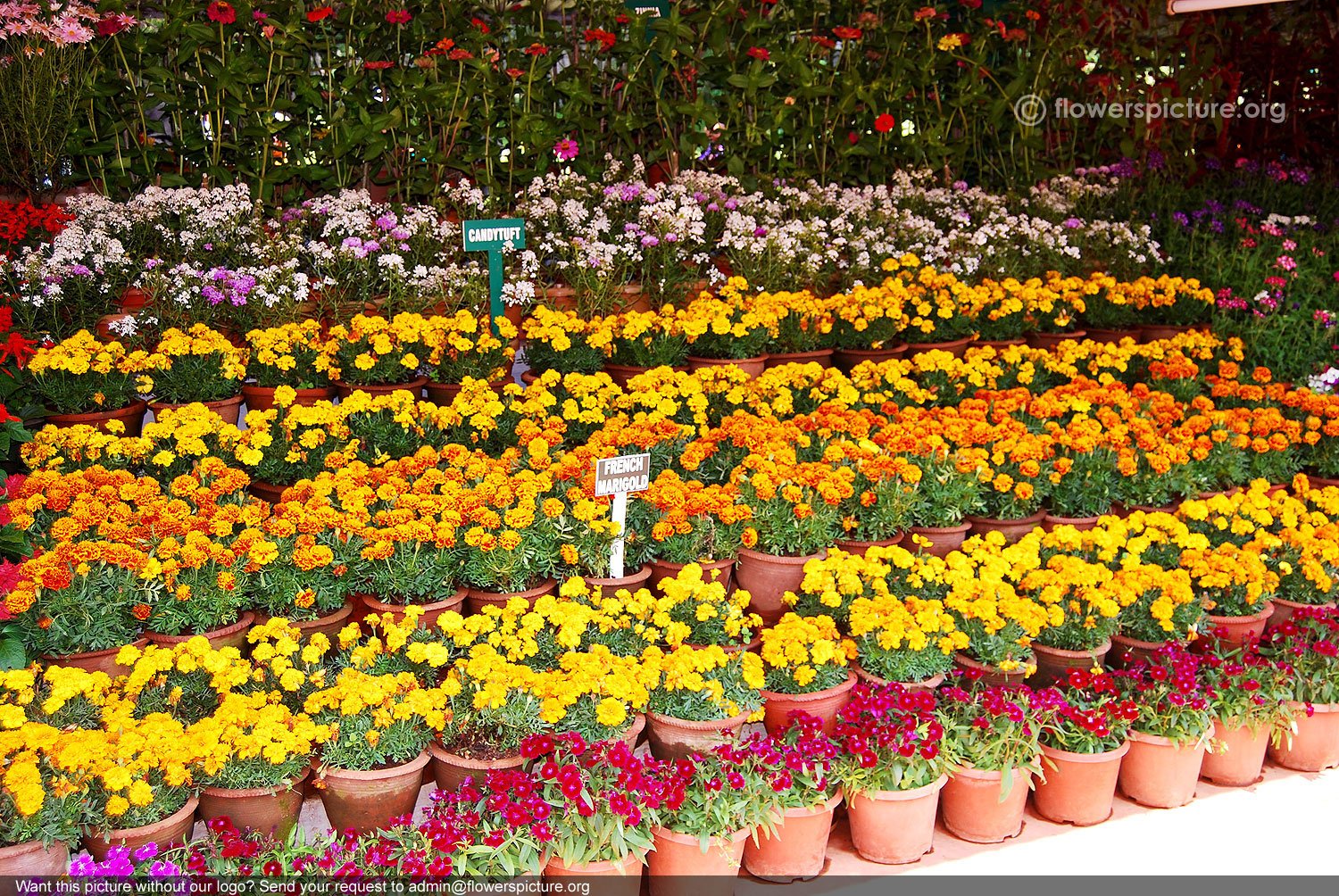 See full amazon price history chart for Creative Farmer Marigold Mixed Flower Seeds Creative Farmer Marigold Mixed Flower Seeds (B01LY3Q0Z4) Amazon Price History, Amazon Price Tracker