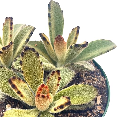 Miniatura 7 de BubbleBlooms Solider de chocolate en una maceta de 4 pulgadas Kalanchoe Tomentosa Velvet Panda Planta de felpa