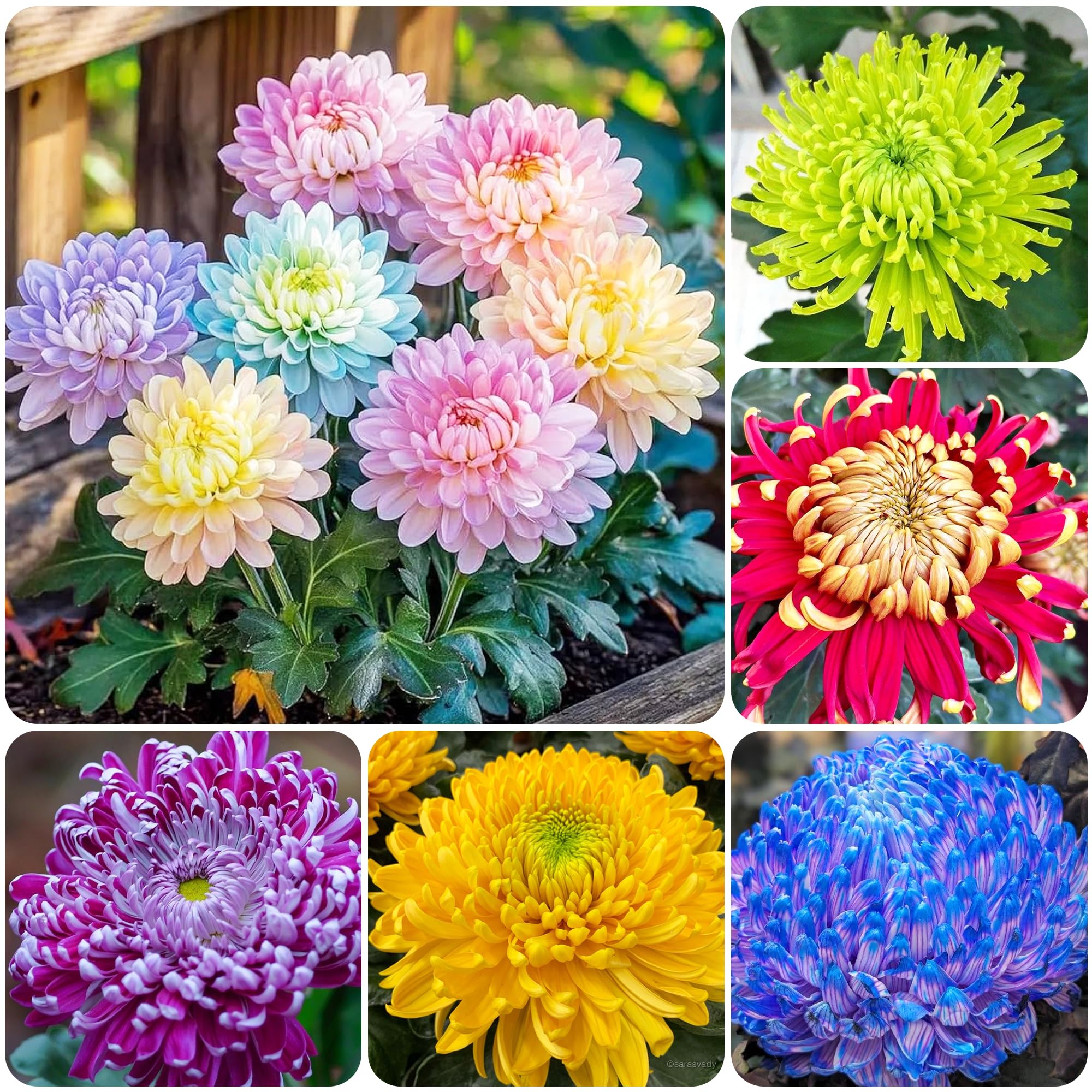 100+Rainbow Chrysanthemum Seeds for Planting Outdoors -Perennial Ornamental Flowering Planting Garden and Pots