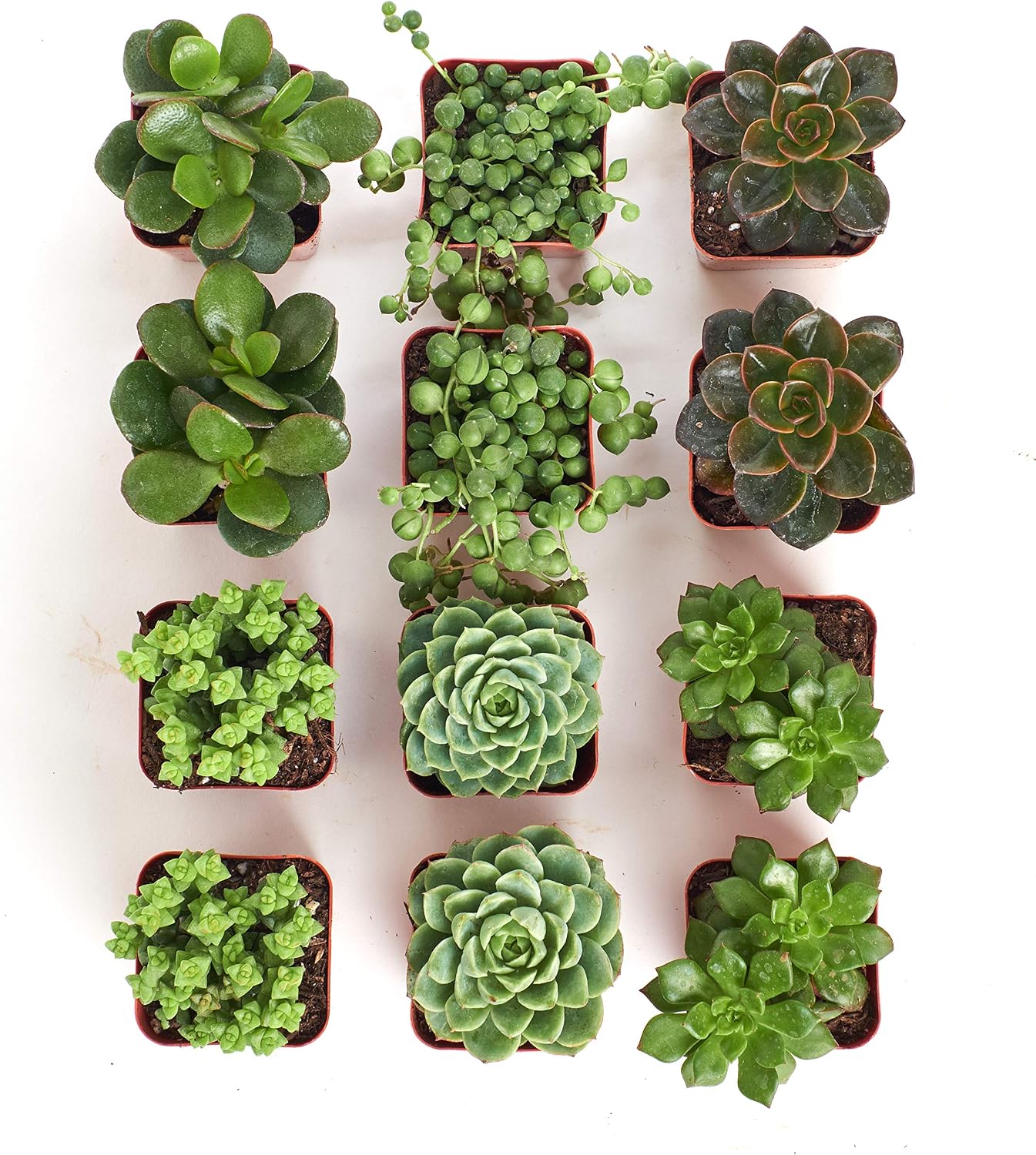 Shop Succulents | Green Live Plants, Hand Selected Variety Pack of Mini Succulents | Collection of 12 in 2 pots