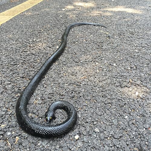 Miniatura 2 de COTOSEY Serpientes falsas realistas de goma de 53 pulgadas para bromas del día de los tontos Halloween