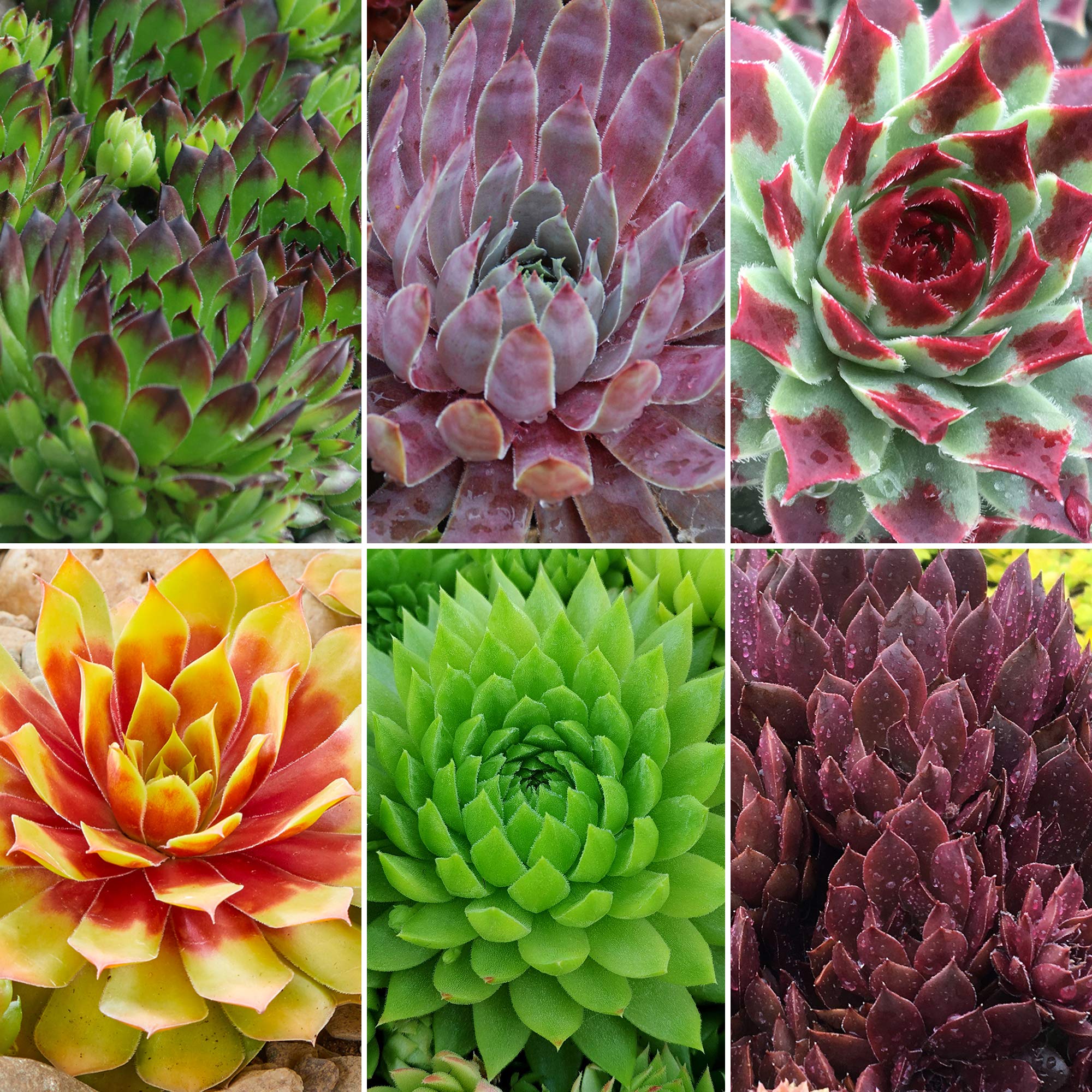 Rare Hens And Chicks Succulent Seed Mix - 50 Seeds For Unique Houseleeks & Flowering Plants