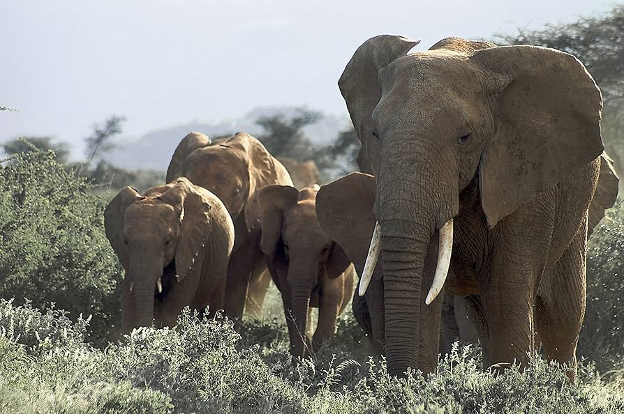 グレート・リフト BBCオリジナル完全版 [Blu-ray] Amazon.co.jp: グレート・リフト BBCオリジナル完全版 [Blu-ray