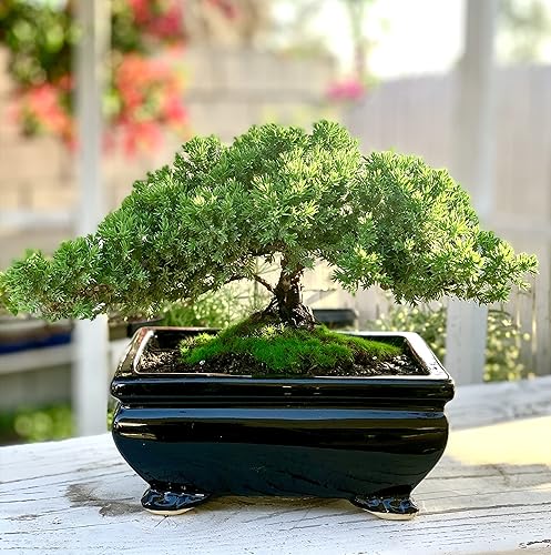 Miniatura 4 de Árbol bonsái de enebro enano vivo  Interiorexterior  100% hecho a mano  Decoración para el hogar y la oficina  El mejor regalo para vacaciones (L)