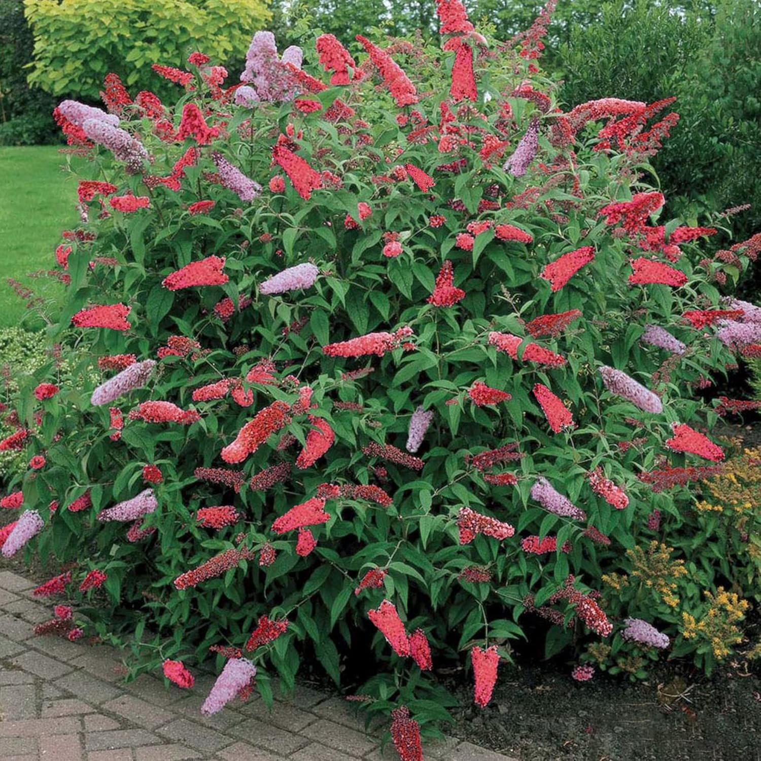 1 X BUDDLEIA DAVIDII ROYAL RED SOMMERFLIEDER GRÜNER STRAUCH WINTERHARTE ...