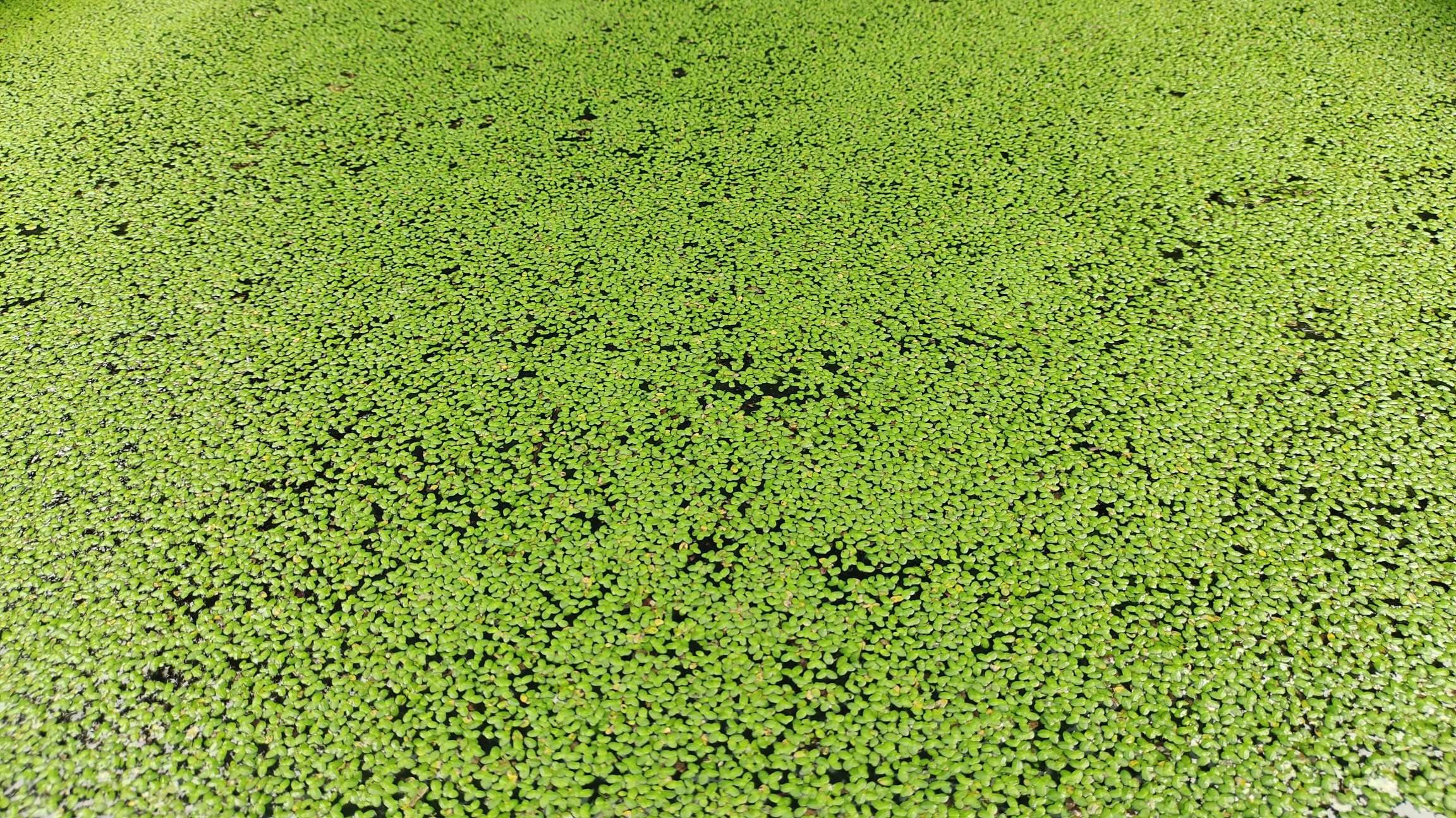 See full amazon price history chart for Gachwala Duckweed (Lemna Minor) - Spirodela polyrhiza, Live Aquatic Plants for Pond/Aquarium | Natural Biological Filter | For Poultry and Fish Farming - Medium Box Gachwala Duckweed (Lemna Minor) - Spirodela polyrhiza, Live Aquatic Plants for Pond/Aquarium | Natural Biological Filter | For Poultry and Fish Farming - Medium Box (B0BFBDKWXS) Amazon Price History, Amazon Price Tracker